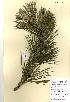  ( - FUV-CH43)  @13 [ ] CreativeCommons - Attribution Non-Commercial Share-Alike (2011) James Tosh Natural History Museum, London