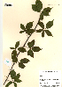  (Rubus cochinchinensis - FUV-MH02)  @11 [ ] CreativeCommons - Attribution Non-Commercial Share-Alike (2012) James Tosh Natural History Museum, London