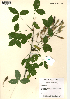  (Laburnum anagyroides - FUV-MH13)  @11 [ ] CreativeCommons - Attribution Non-Commercial Share-Alike (2012) James Tosh Natural History Museum, London