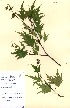  (Betula pendula - OMH-A56)  @11 [ ] CreativeCommons - Attribution Non-Commercial Share-Alike (2011) James Tosh Natural History Museum, London