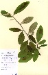  (Cotoneaster frigidus - OMH-A59)  @11 [ ] CreativeCommons - Attribution Non-Commercial Share-Alike (2011) James Tosh Natural History Museum, London