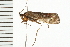  ( - 08ONCAD-0490)  @13 [ ] CreativeCommons - Attribution (2008) Unspecified Centre for Biodiversity Genomics