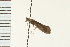  (Ceraclea ancylus - 08ONCAD-0290)  @13 [ ] CreativeCommons - Attribution (2008) Unspecified Centre for Biodiversity Genomics