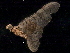  ( - 08ONMAY-0017)  @13 [ ] CreativeCommons - Attribution (2008) Unspecified Centre for Biodiversity Genomics