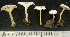  ( - TRTC150952)  @11 [ ] CreativeCommons - Attribution Non-Commercial Share-Alike (2010) Unspecified Royal Ontario Museum