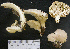 ( - 150956)  @11 [ ] CreativeCommons - Attribution Non-Commercial Share-Alike (2010) Unspecified Royal Ontario Museum