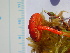  ( - TRTC150982)  @11 [ ] CreativeCommons - Attribution Non-Commercial Share-Alike (2010) Unspecified Royal Ontario Museum