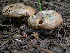  (Lactarius deliciosus - TRTC156070)  @11 [ ] CreativeCommons - Attribution Non-Commercial Share-Alike (2010) Unspecified Royal Ontario Museum