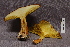  ( - TRTC156940)  @11 [ ] CreativeCommons - Attribution Non-Commercial Share-Alike (2010) Unspecified Royal Ontario Museum