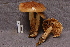  ( - TRTC157011)  @11 [ ] CreativeCommons - Attribution Non-Commercial Share-Alike (2010) Unspecified Royal Ontario Museum