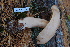  ( - TRTC157019)  @11 [ ] CreativeCommons - Attribution Non-Commercial Share-Alike (2010) Unspecified Royal Ontario Museum
