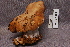  ( - TRTC157033)  @11 [ ] CreativeCommons - Attribution Non-Commercial Share-Alike (2010) Unspecified Royal Ontario Museum