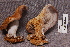  ( - TRTC157033)  @11 [ ] CreativeCommons - Attribution Non-Commercial Share-Alike (2010) Unspecified Royal Ontario Museum