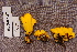  ( - TRTC156861)  @11 [ ] CreativeCommons - Attribution Non-Commercial Share-Alike (2010) Unspecified Royal Ontario Museum