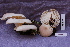  ( - TRTC156827)  @11 [ ] CreativeCommons - Attribution Non-Commercial Share-Alike (2010) Unspecified Royal Ontario Museum