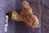  ( - TRTC156865)  @11 [ ] CreativeCommons - Attribution Non-Commercial Share-Alike (2010) Unspecified Royal Ontario Museum