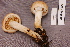  ( - TRTC156869)  @11 [ ] CreativeCommons - Attribution Non-Commercial Share-Alike (2010) Unspecified Royal Ontario Museum