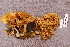  ( - TRTC156870)  @11 [ ] CreativeCommons - Attribution Non-Commercial Share-Alike (2010) Unspecified Royal Ontario Museum