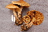  ( - TRTC156871)  @11 [ ] CreativeCommons - Attribution Non-Commercial Share-Alike (2010) Unspecified Royal Ontario Museum