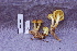  (Pholiota cf. spumosa - TRTC156829)  @11 [ ] CreativeCommons - Attribution Non-Commercial Share-Alike (2010) Unspecified Royal Ontario Museum