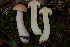  (Lactarius - TRTC156912)  @11 [ ] CreativeCommons - Attribution Non-Commercial Share-Alike (2010) Unspecified Royal Ontario Museum