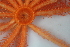  ( - NA097-043-01-A-BOL)  @11 [ ] CreativeCommons - Attribution Non-Commercial Share-Alike (2018) Tammy Norgard Ocean Exploration Trust, Northeast Pacific Seamount Expedition Partners
