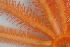  ( - NA097-043-01-A-BOL)  @11 [ ] CreativeCommons - Attribution Non-Commercial Share-Alike (2018) Tammy Norgard Ocean Exploration Trust, Northeast Pacific Seamount Expedition Partners