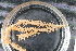  ( - NA097-105-01-A-BOL)  @11 [ ] CreativeCommons - Attribution Non-Commercial Share-Alike (2018) Tammy Norgard Ocean Exploration Trust, Northeast Pacific Seamount Expedition Partners