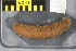  ( - NA097-154-01-A-BOL)  @11 [ ] CreativeCommons - Attribution Non-Commercial Share-Alike (2018) Tammy Norgard Ocean Exploration Trust, Northeast Pacific Seamount Expedition Partners