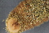  ( - NA097-154-01-A-BOL)  @11 [ ] CreativeCommons - Attribution Non-Commercial Share-Alike (2018) Tammy Norgard Ocean Exploration Trust, Northeast Pacific Seamount Expedition Partners