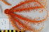  ( - NA097-167-01-A-BOL)  @11 [ ] CreativeCommons - Attribution Non-Commercial Share-Alike (2018) Tammy Norgard Ocean Exploration Trust, Northeast Pacific Seamount Expedition Partners