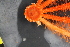  ( - NA097-167-01-A-BOL)  @11 [ ] CreativeCommons - Attribution Non-Commercial Share-Alike (2018) Tammy Norgard Ocean Exploration Trust, Northeast Pacific Seamount Expedition Partners