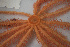  ( - NA097-043-01-A-BOL)  @11 [ ] CreativeCommons - Attribution Non-Commercial Share-Alike (2018) Tammy Norgard Ocean Exploration Trust, Northeast Pacific Seamount Expedition Partners
