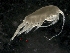  (Metridia longa - IOS2014011-007)  @11 [ ] CreativeCommons - Attribution Non-Commercial Share-Alike (2019) R. John Nelson Fisheries and Oceans Canada
