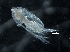  ( - IOS2014011-038)  @11 [ ] CreativeCommons - Attribution Non-Commercial Share-Alike (2019) R. John Nelson Fisheries and Oceans Canada