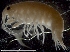  ( - IOS2015020-004)  @11 [ ] CreativeCommons - Attribution Non-Commercial Share-Alike (2019) R. John Nelson Fisheries and Oceans Canada