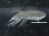  ( - IOS2017001-003)  @11 [ ] CreativeCommons - Attribution Non-Commercial Share-Alike (2019) R. John Nelson Fisheries and Oceans Canada