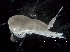  ( - IOS2017011-012)  @11 [ ] CreativeCommons - Attribution Non-Commercial Share-Alike (2019) R. John Nelson Fisheries and Oceans Canada