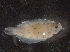  ( - IOS2017093-039)  @11 [ ] CreativeCommons - Attribution Non-Commercial Share-Alike (2019) R. John Nelson Fisheries and Oceans Canada