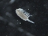  ( - IOS2018034-159)  @11 [ ] CreativeCommons - Attribution Non-Commercial Share-Alike (2019) R. John Nelson Fisheries and Oceans Canada