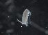  ( - IOS2018034-167)  @11 [ ] CreativeCommons - Attribution Non-Commercial Share-Alike (2019) R. John Nelson Fisheries and Oceans Canada