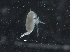  ( - IOS2018034-176)  @11 [ ] CreativeCommons - Attribution Non-Commercial Share-Alike (2019) R. John Nelson Fisheries and Oceans Canada