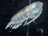  ( - IOS2018034-265)  @11 [ ] CreativeCommons - Attribution Non-Commercial Share-Alike (2019) R. John Nelson Fisheries and Oceans Canada