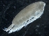  ( - IOS2018034-273)  @11 [ ] CreativeCommons - Attribution Non-Commercial Share-Alike (2019) R. John Nelson Fisheries and Oceans Canada
