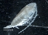  ( - IOS2018034-291)  @11 [ ] CreativeCommons - Attribution Non-Commercial Share-Alike (2019) R. John Nelson Fisheries and Oceans Canada