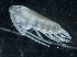  ( - IOS2018034-293)  @11 [ ] CreativeCommons - Attribution Non-Commercial Share-Alike (2019) R. John Nelson Fisheries and Oceans Canada