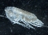  ( - IOS2018034-294)  @11 [ ] CreativeCommons - Attribution Non-Commercial Share-Alike (2019) R. John Nelson Fisheries and Oceans Canada