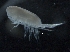  ( - IOS2018034-346)  @11 [ ] CreativeCommons - Attribution Non-Commercial Share-Alike (2019) R. John Nelson Fisheries and Oceans Canada