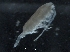  ( - IOS2018034-349)  @11 [ ] CreativeCommons - Attribution Non-Commercial Share-Alike (2019) R. John Nelson Fisheries and Oceans Canada