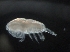  ( - IOS2018034-418)  @11 [ ] CreativeCommons - Attribution Non-Commercial Share-Alike (2019) R. John Nelson Fisheries and Oceans Canada